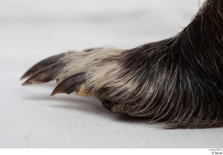 Nutria foot 0033.jpg